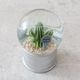 【PLANTS WATER GLOBE】プランツ ウォーター グローブ  ユーフォルビア エキヌス