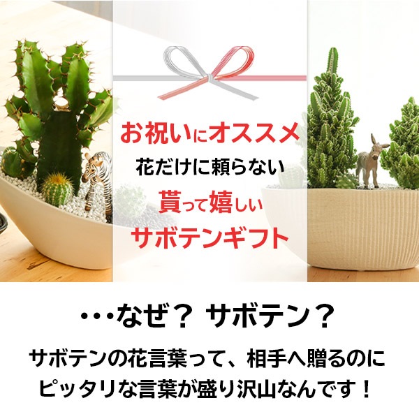 サボテンギフト 寄せ植え 舟形タイプ カクタス セレウス アニマルサボテン 選べる動物フィギュア付