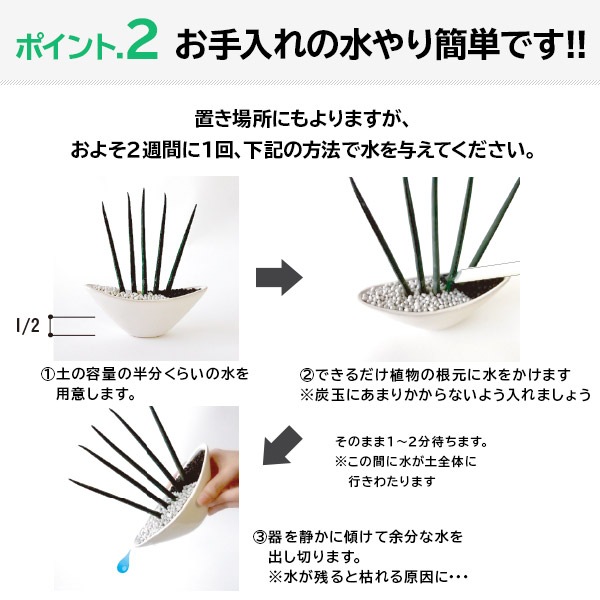 サボテンギフト 寄せ植え 舟形タイプ カクタス セレウス アニマルサボテン 選べる動物フィギュア付