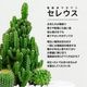 サボテンギフト 寄せ植え 舟形タイプ カクタス セレウス アニマルサボテン 選べる動物フィギュア付