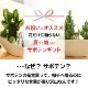 サボテンギフト 寄せ植え 舟形タイプ カクタス セレウス アニマルサボテン 選べる動物フィギュア付