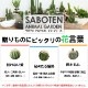 サボテンギフト 寄せ植え 舟形タイプ カクタス セレウス アニマルサボテン 選べる動物フィギュア付