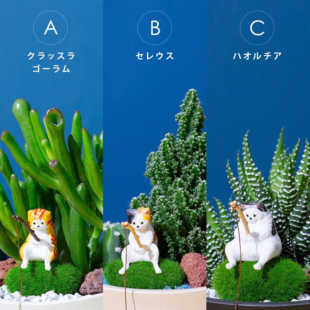 多肉植物  「釣りネコ」シリーズ 釣りネコと3種の選べる多肉植物 育て方説明書付