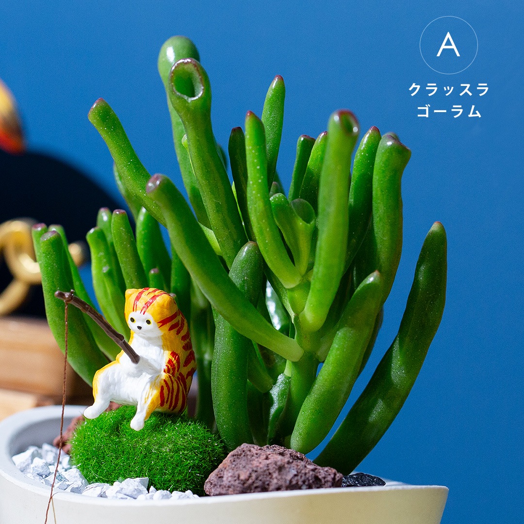 多肉植物  「釣りネコ」シリーズ 釣りネコと3種の選べる多肉植物 育て方説明書付