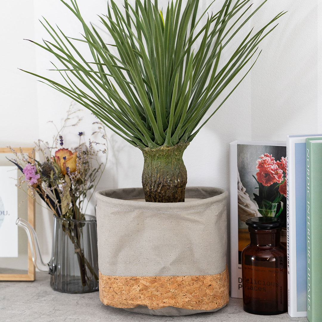 ユッカ　ロストラータ フェイクグリーン