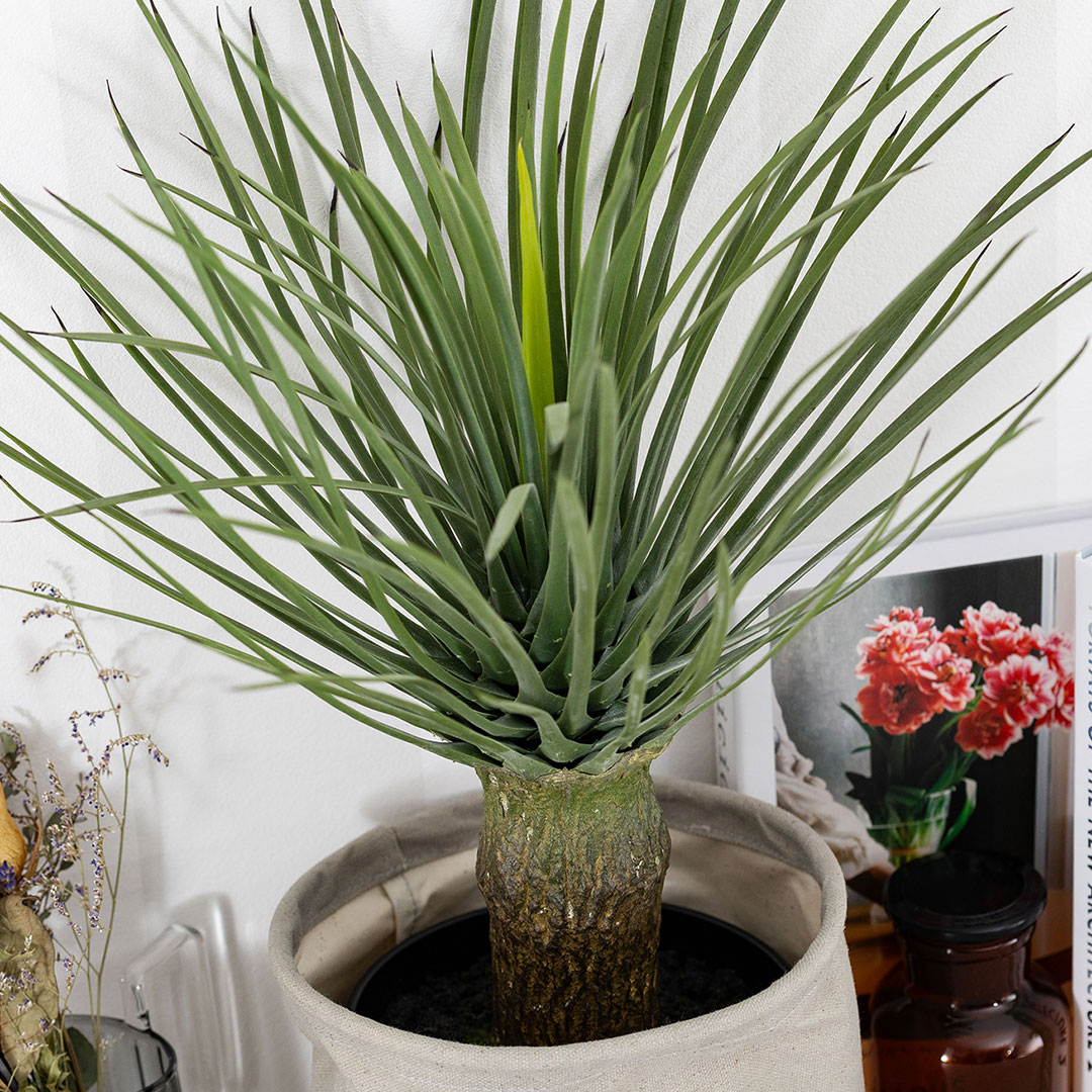 ユッカ　ロストラータ フェイクグリーン