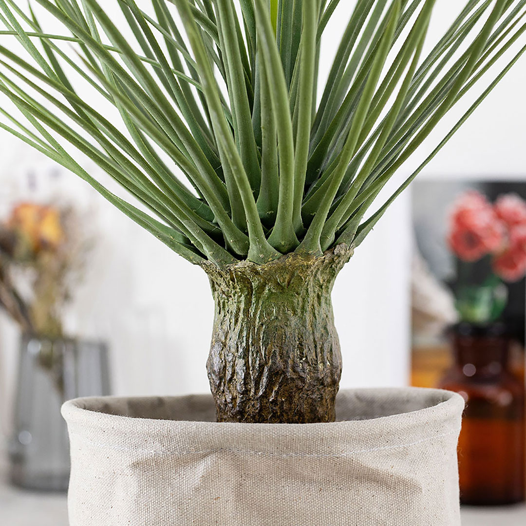 ユッカ　ロストラータ フェイクグリーン