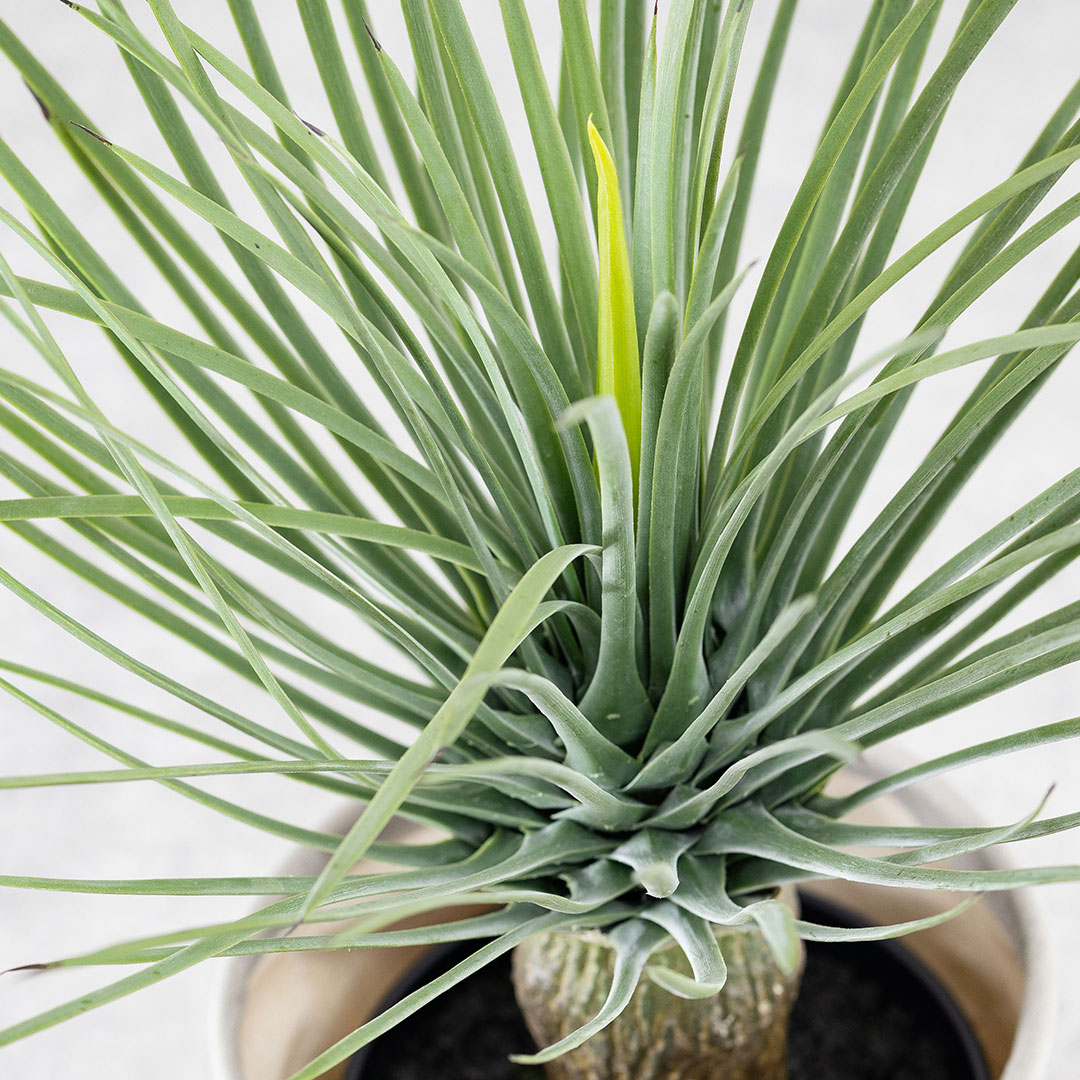 ユッカ　ロストラータ フェイクグリーン