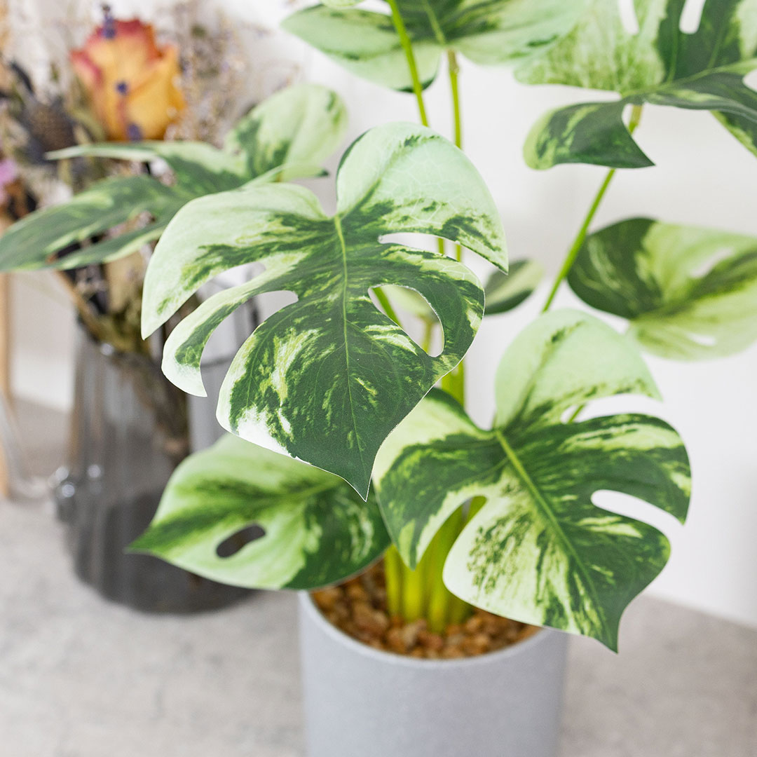 モンステラ バリエガータ セメントポット