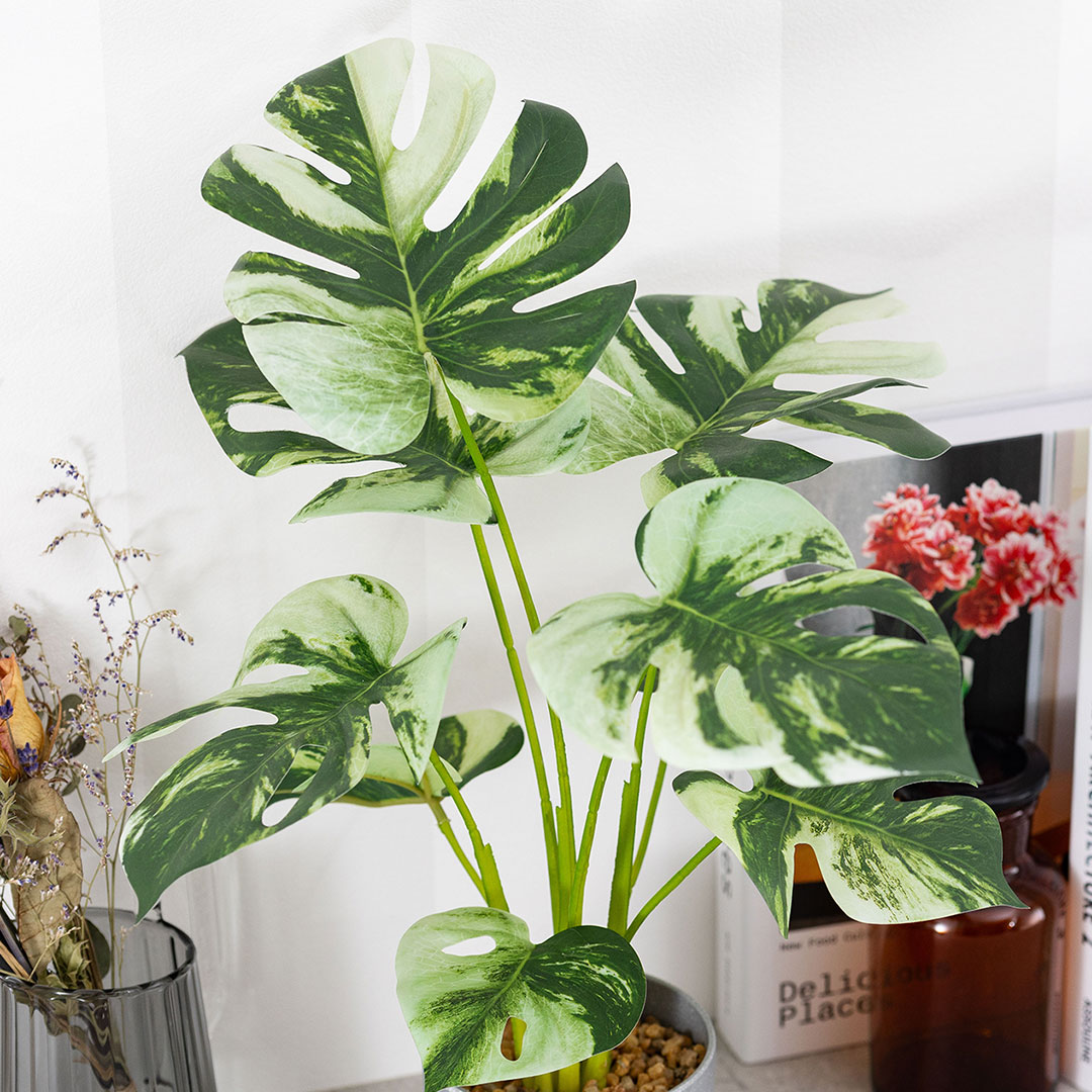 モンステラ バリエガータ セメントポット