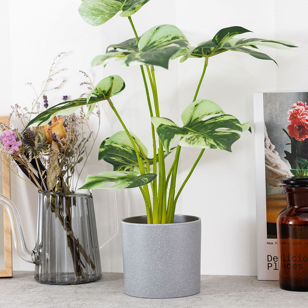 モンステラ バリエガータ セメントポット