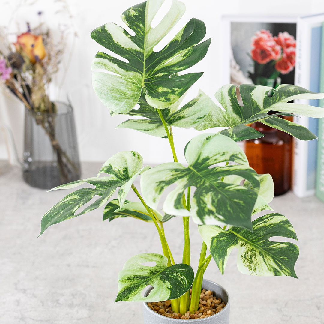 モンステラ バリエガータ セメントポット