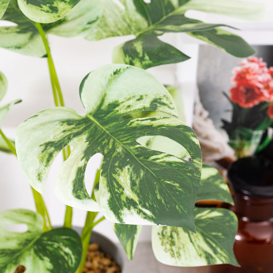 モンステラ バリエガータ セメントポット