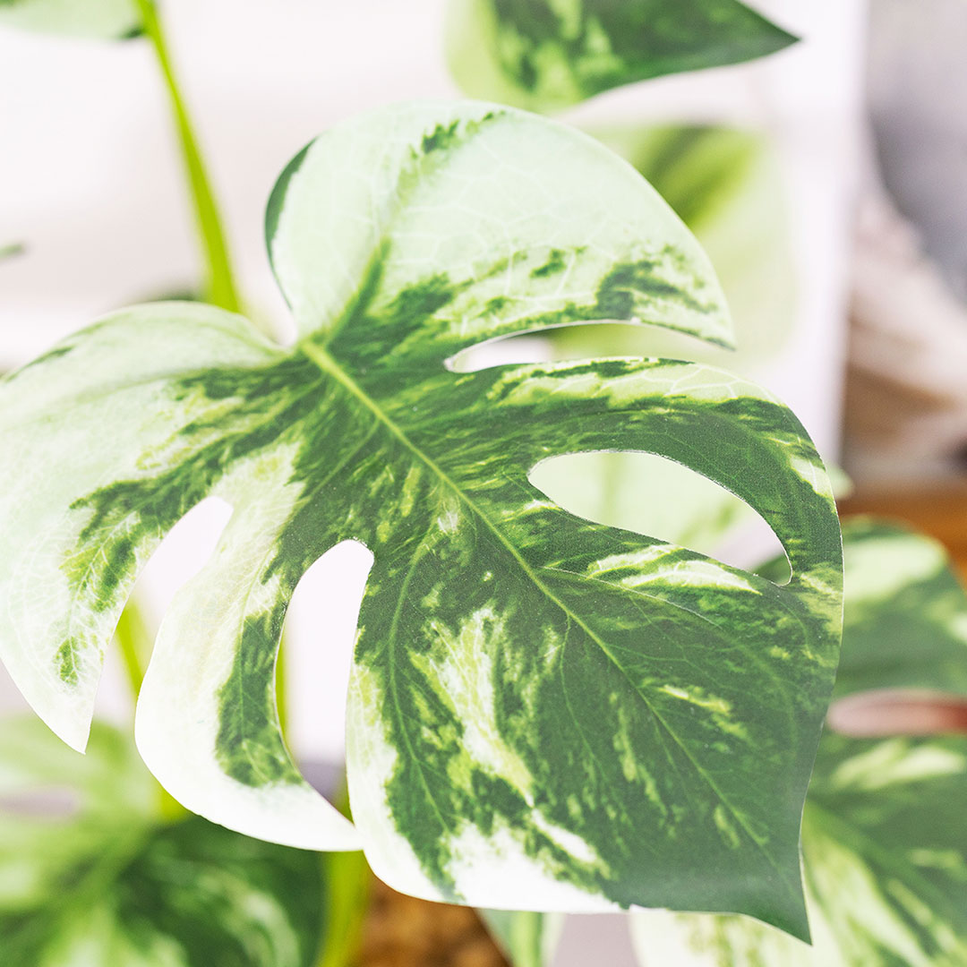 モンステラ バリエガータ セメントポット