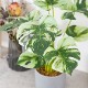 モンステラ バリエガータ セメントポット
