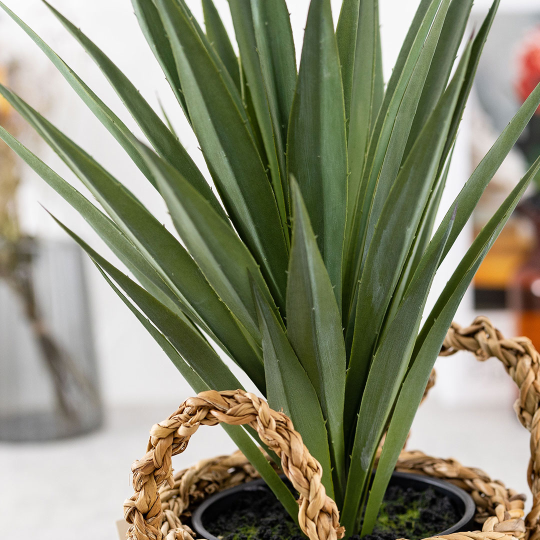 アガベ サイザラーナ ポット