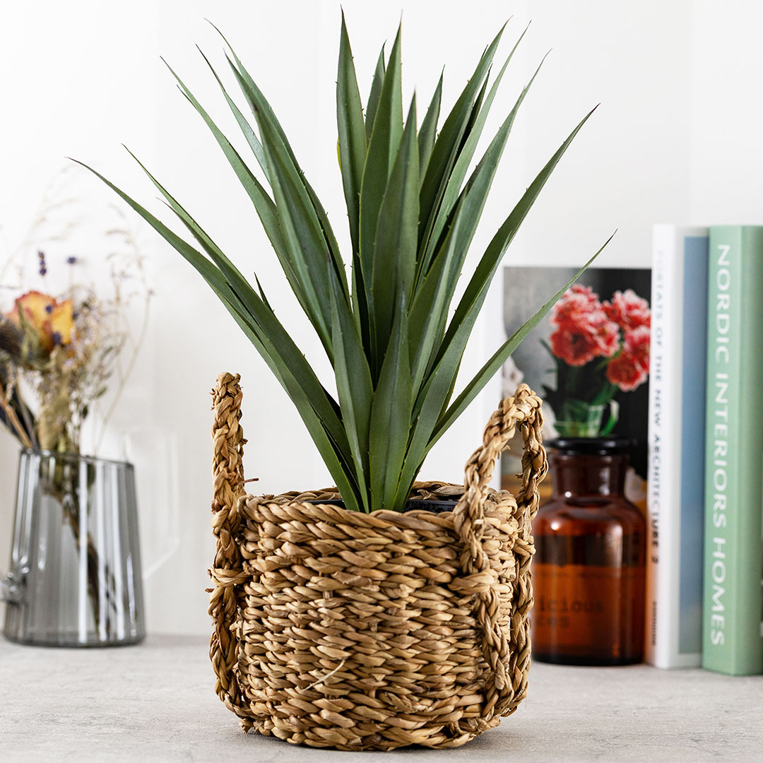 アガベ サイザラーナ ポット