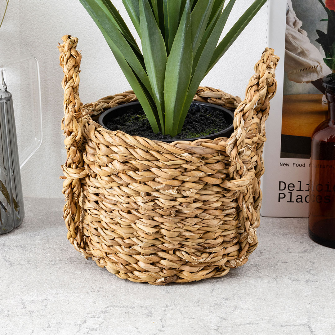 アガベ サイザラーナ ポット