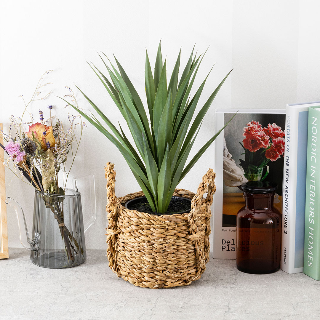 アガベ サイザラーナ ポット