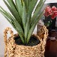 アガベ サイザラーナ ポット