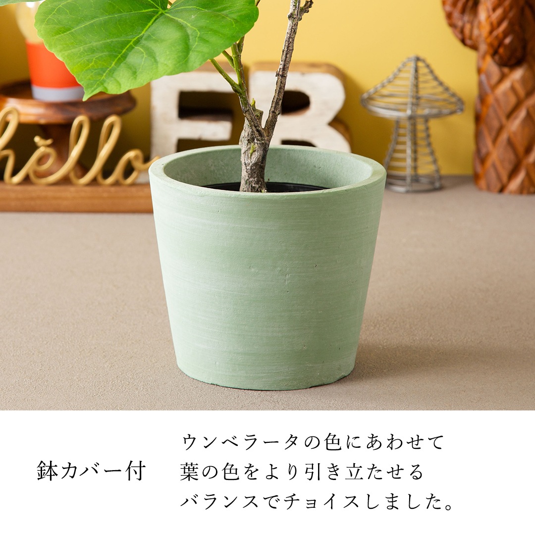 オシャレな緑インテリア ウンベラータ