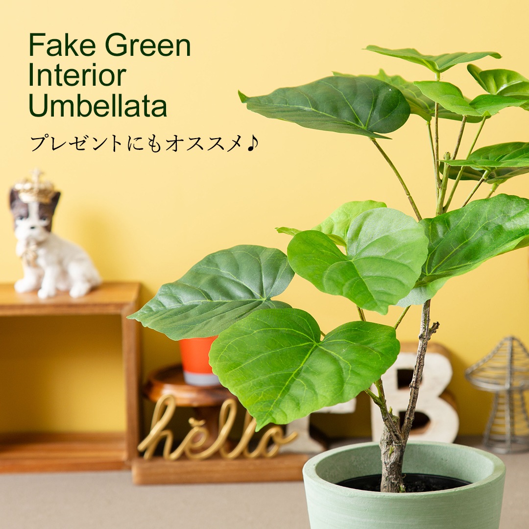 オシャレな緑インテリア ウンベラータ