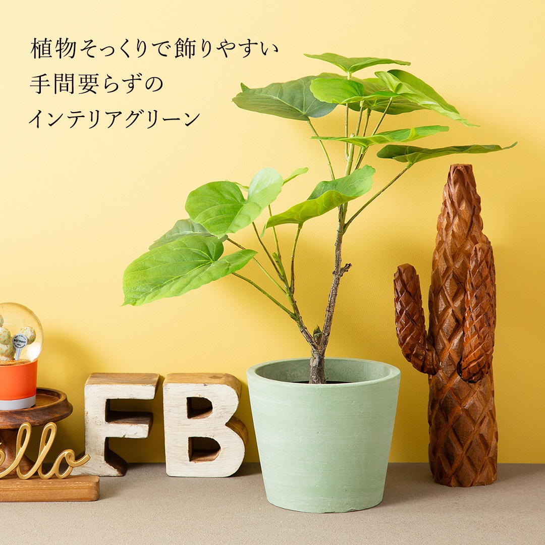 オシャレな緑インテリア ウンベラータ