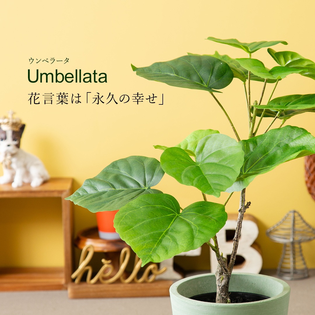 オシャレな緑インテリア ウンベラータ