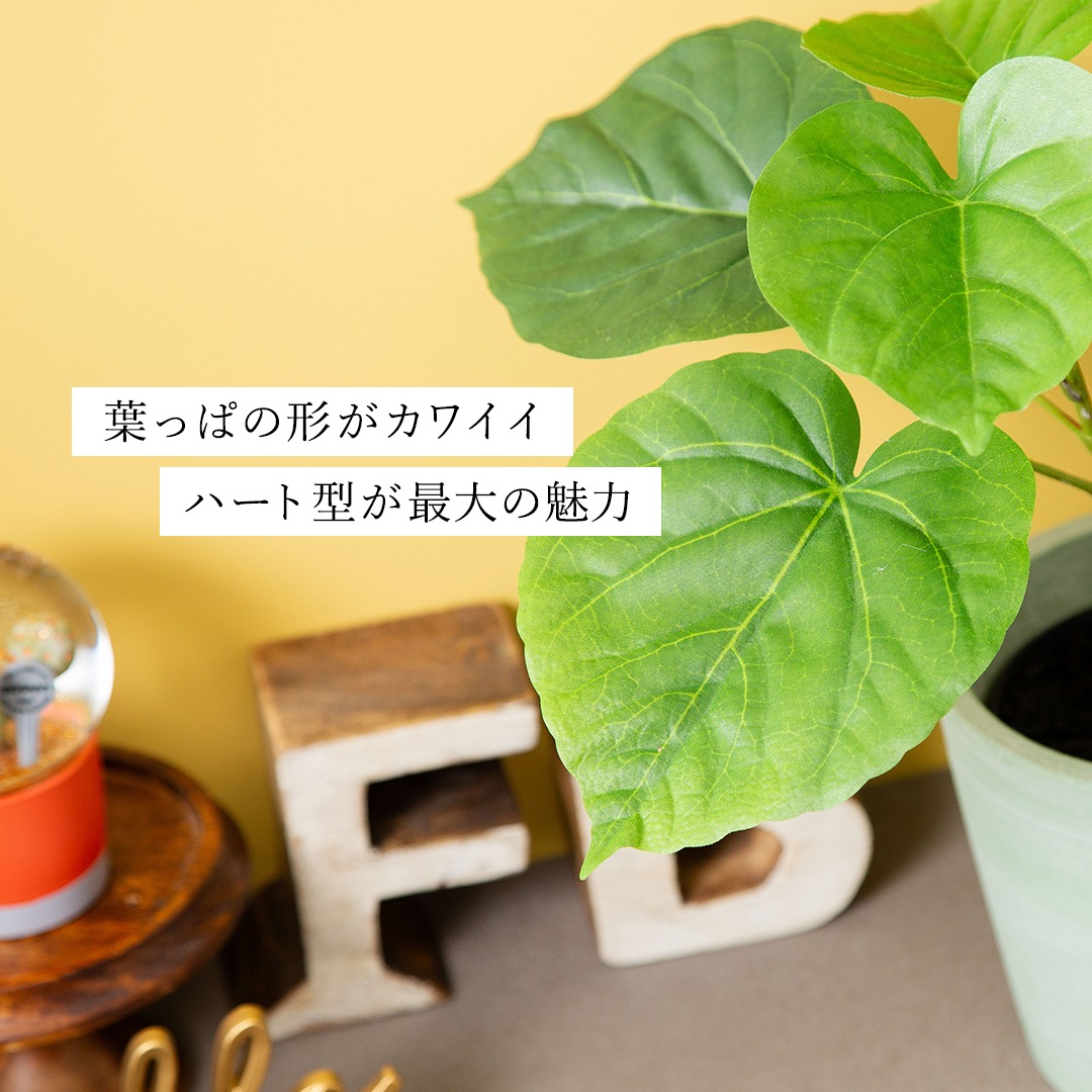 オシャレな緑インテリア ウンベラータ