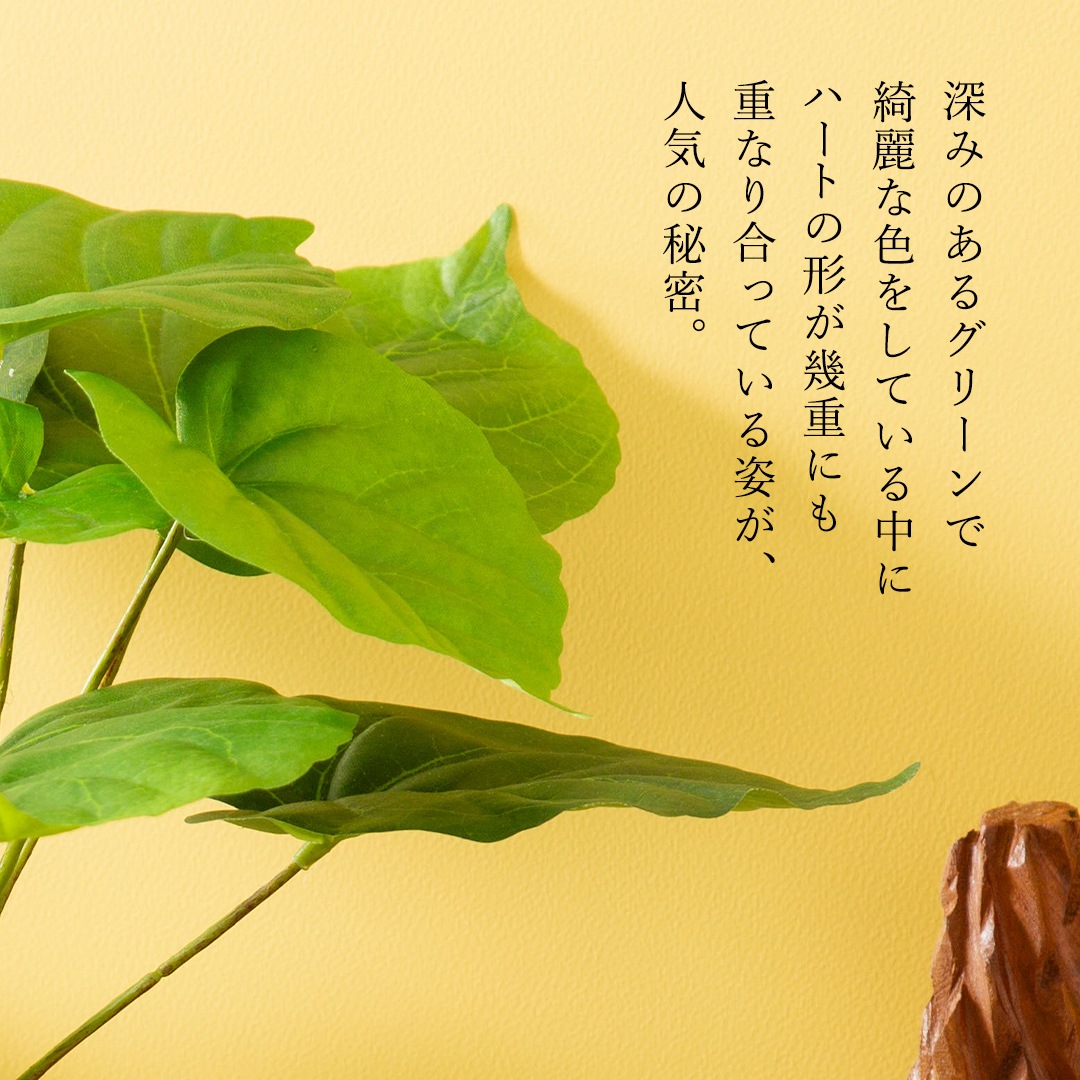 オシャレな緑インテリア ウンベラータ