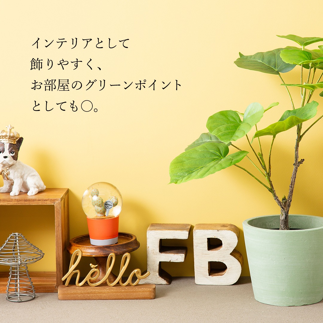 オシャレな緑インテリア ウンベラータ