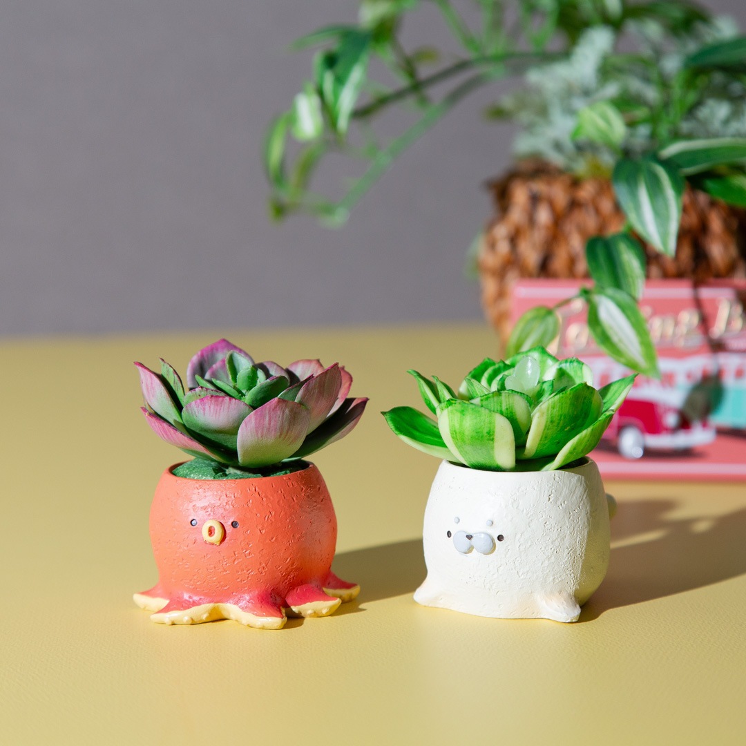 フェイクグリーン カクタスアレンジ タコ＆アザラシ セット