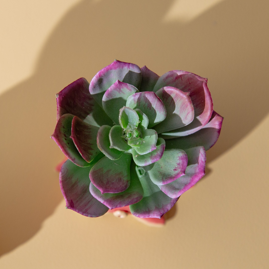 フェイクグリーン カクタスアレンジ タコ＆アザラシ セット