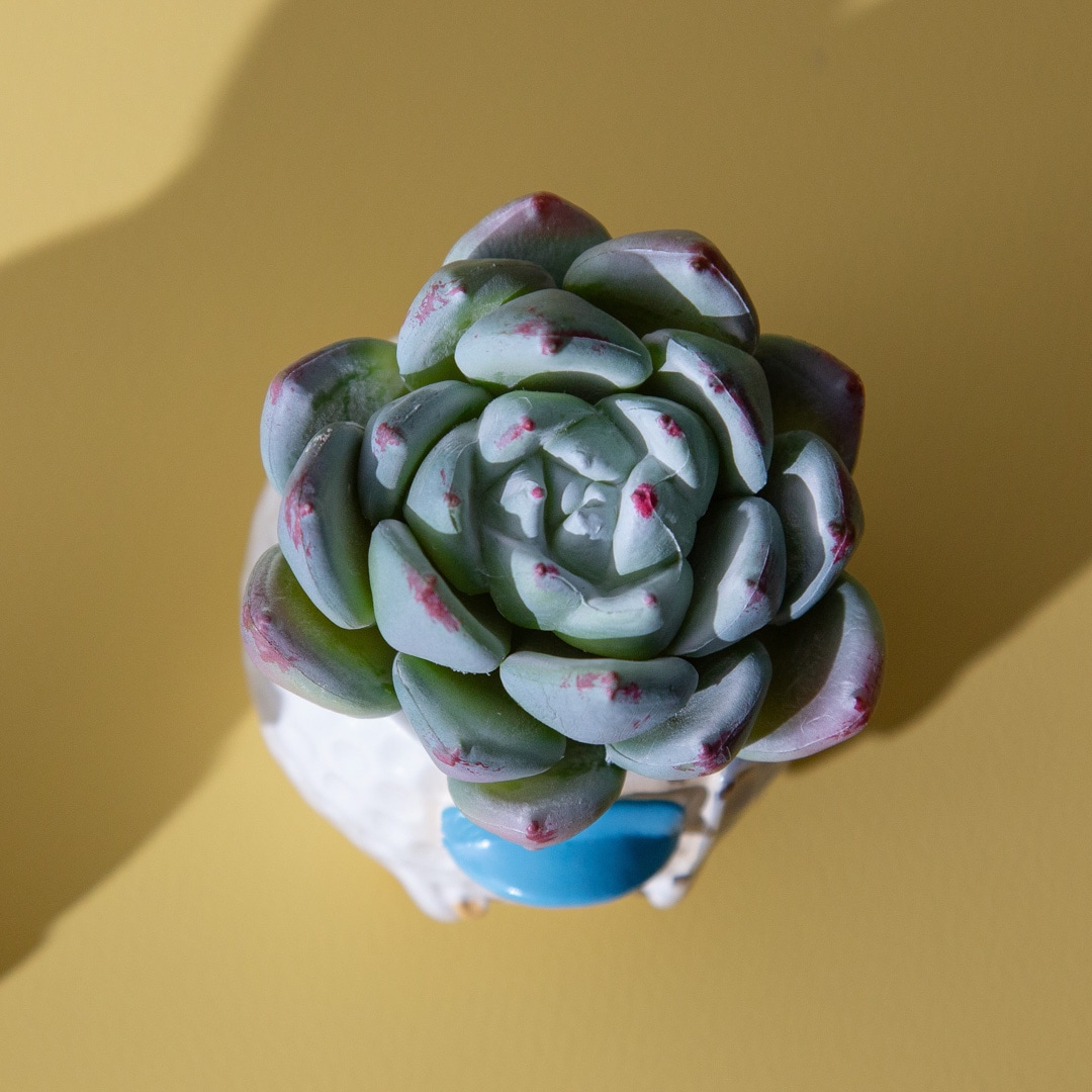 フェイクグリーン カクタスアレンジ ゴルフ＆野球 セット