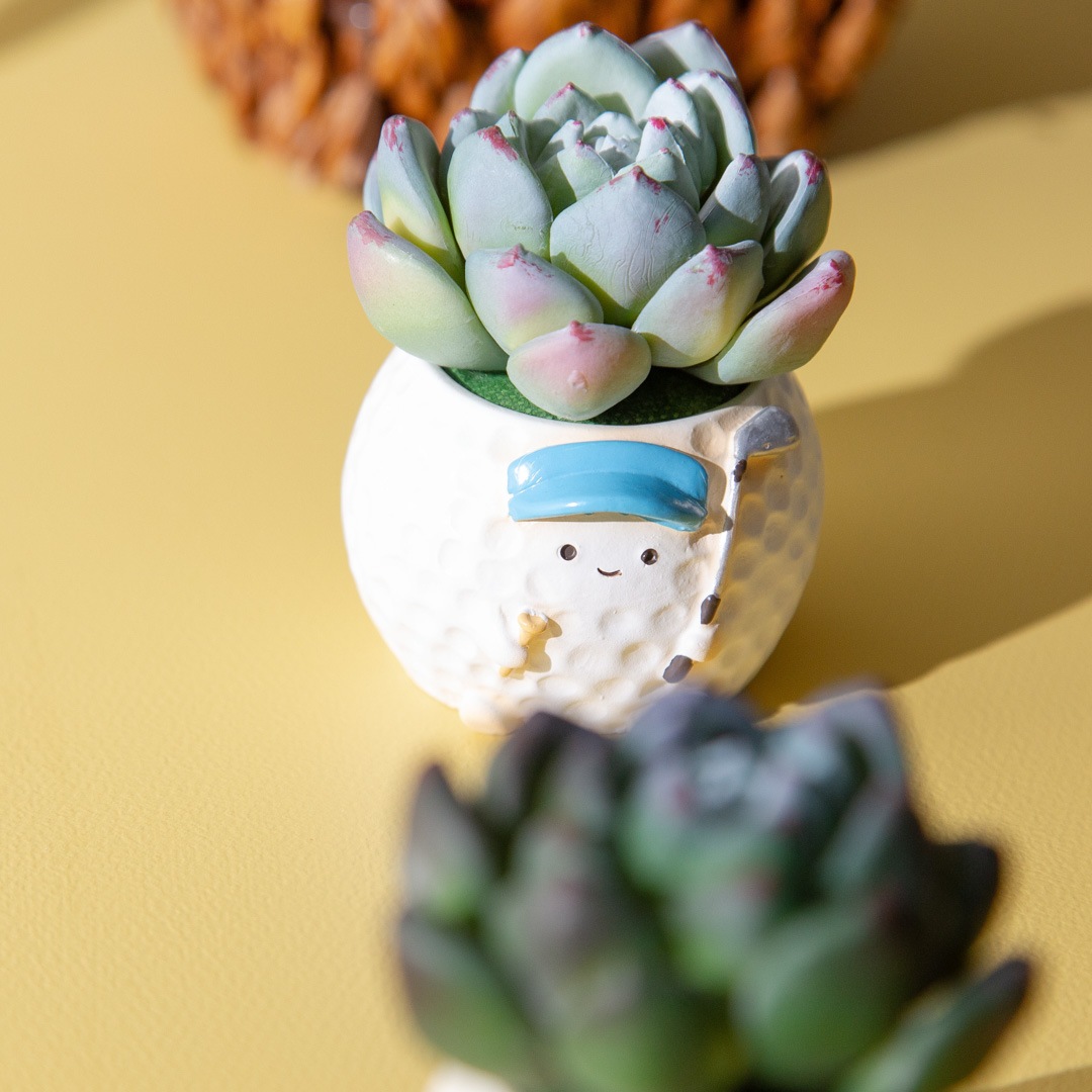 フェイクグリーン カクタスアレンジ ゴルフ＆野球 セット