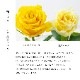 Co*Rose バラ花束 8本