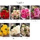 Co*Rose バラ花束 8本