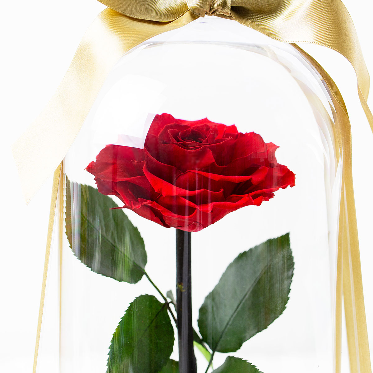 運命を繋ぐ赤花 Destiny*Rose