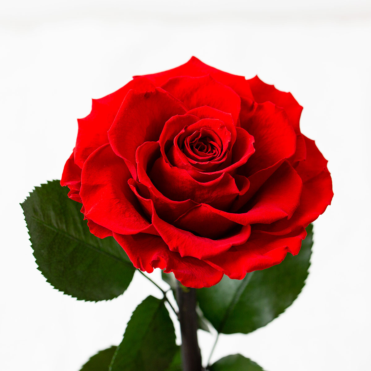 運命を繋ぐ赤花 Destiny*Rose