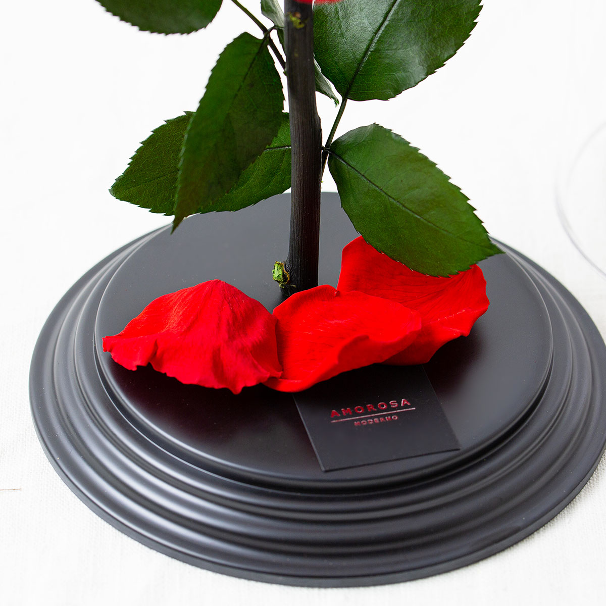 運命を繋ぐ赤花 Destiny*Rose