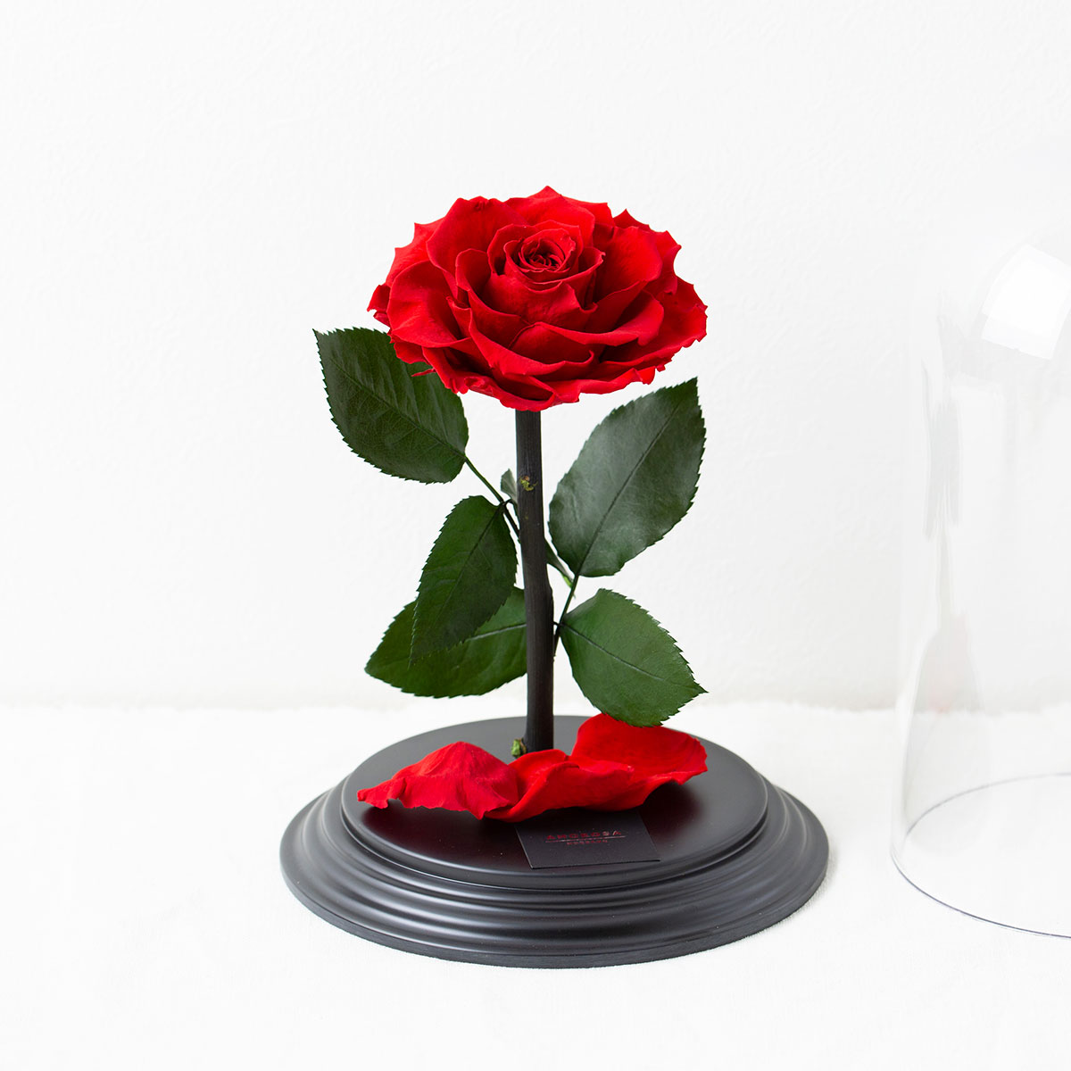 運命を繋ぐ赤花 Destiny*Rose