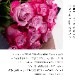 Co*Rose バラ花束 16本