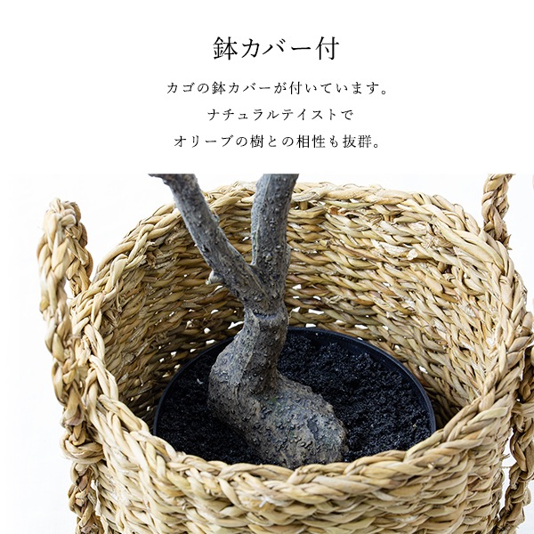 フェイクグリーン 人工樹木 オリーブの樹