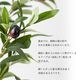 フェイクグリーン 人工樹木 オリーブの樹