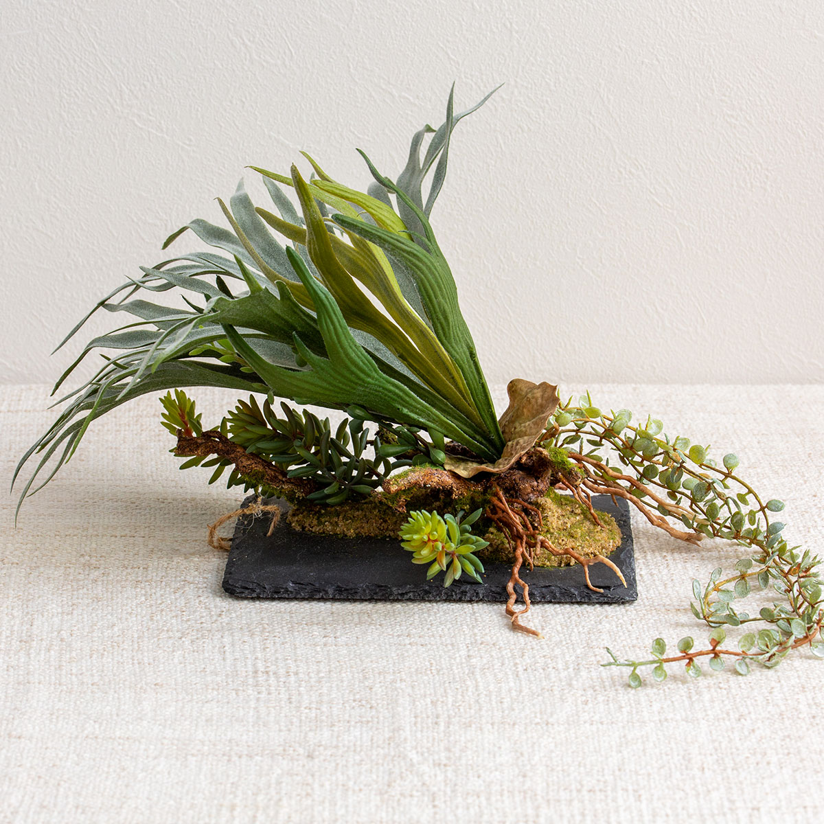 グリーンギフト ビカクシダ ハンギング