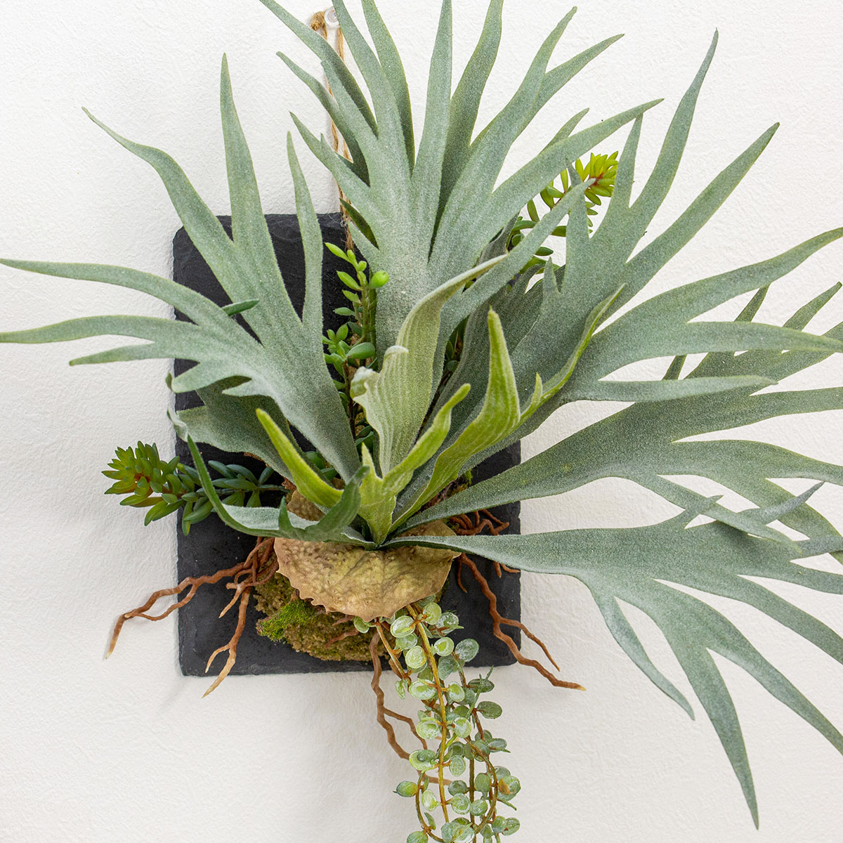 グリーンギフト ビカクシダ ハンギング