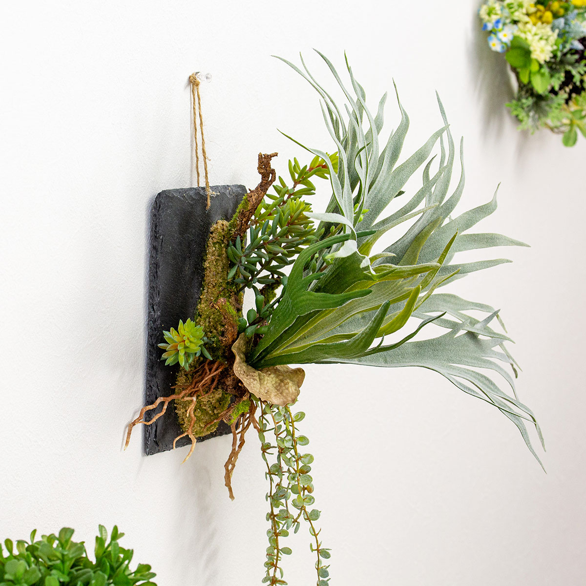 グリーンギフト ビカクシダ ハンギング