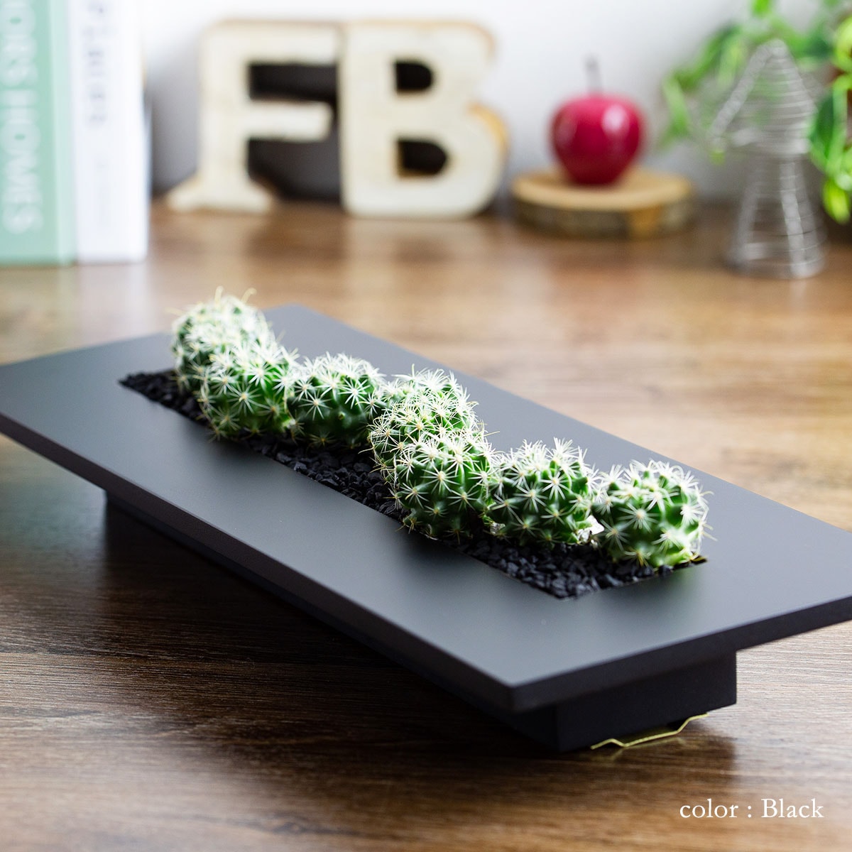 サボテンギフト 長方形フレーム