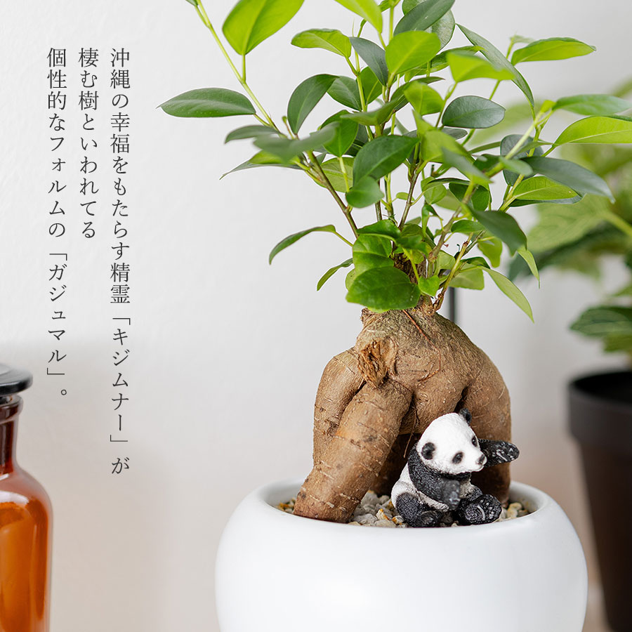 観葉植物 ガジュマル 動物フィギュア付き 育て方説明書付