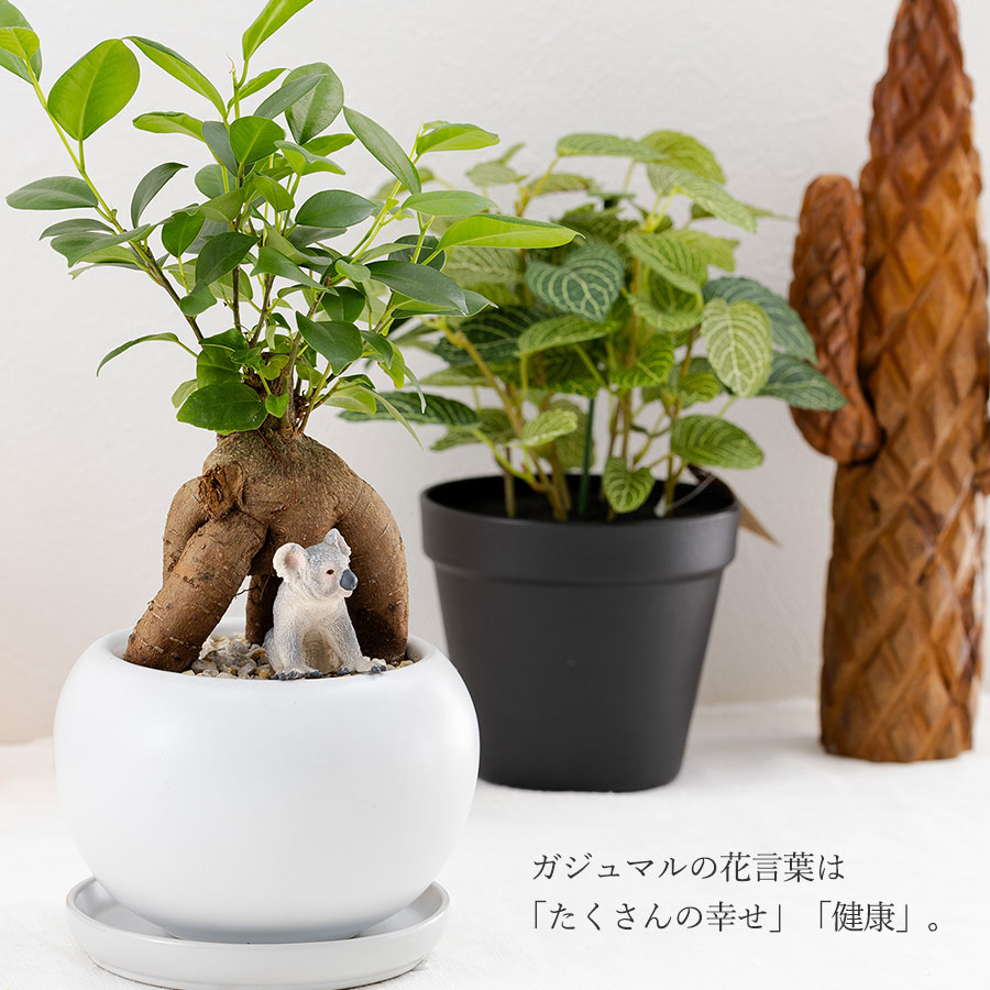 観葉植物 ガジュマル 動物フィギュア付き 育て方説明書付